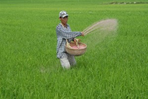 Hướng dẫn bón phân cho cây lúa