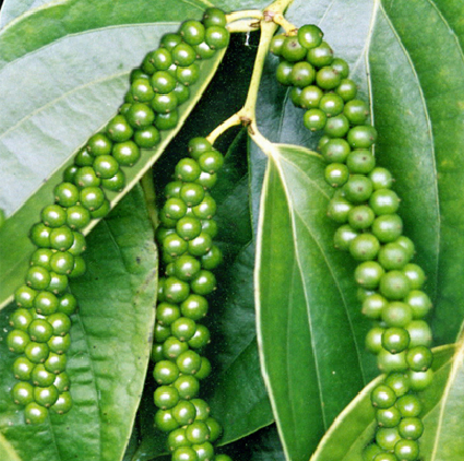 CÂY TIÊU