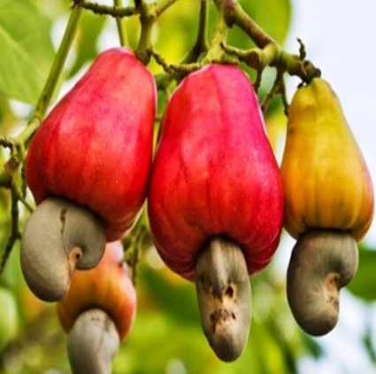 CÂY ĐIỀU